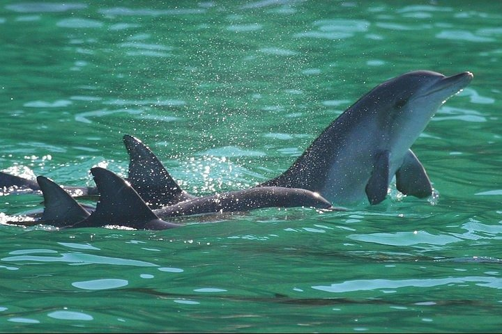 Dolphins and Jozani National Park Private Tour in Zanzibar - Photo 1 of 9