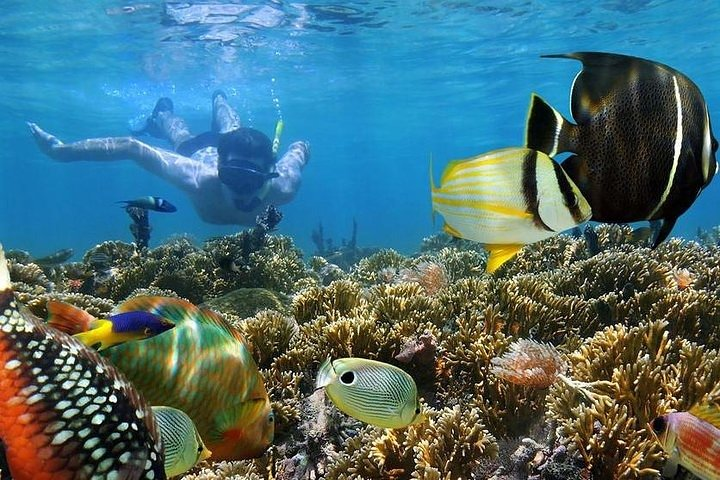 Dolphins and Snorkeling at Mnemba Island reef - Snacks Included - Photo 1 of 6