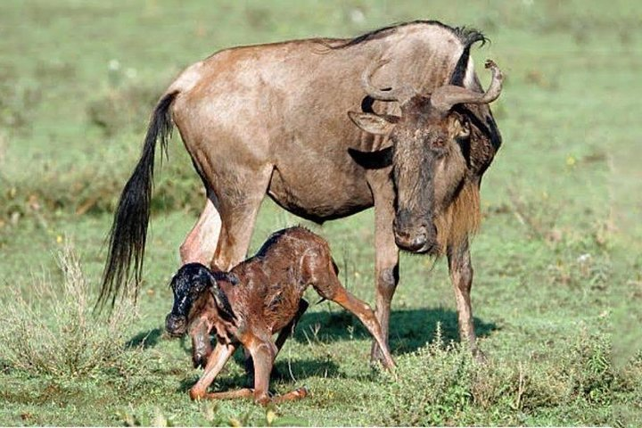 Calving at Ndutu Serengeti National Park 