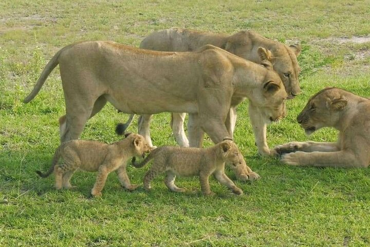 Flight Package Zanzibar to Nyerere National Park (Selous GR) 3 Days 2 Nights - Photo 1 of 9