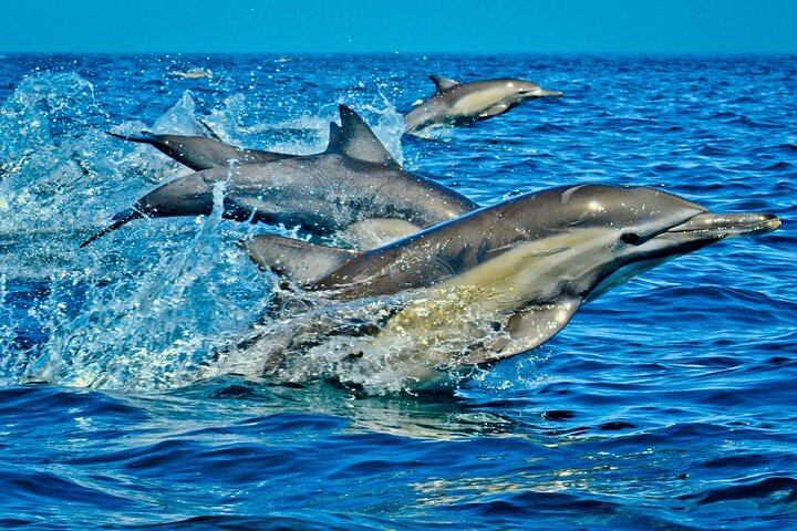 Full-Day Guided private Dolphins tour+ Monkeys + Stone town &spice Farm Zanzibar - Photo 1 of 8