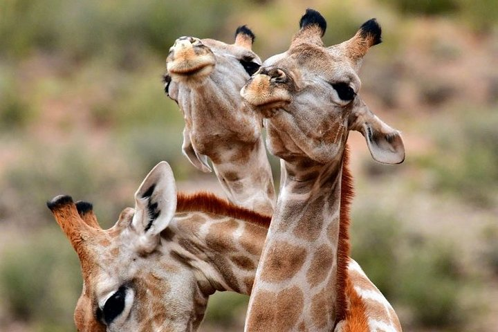 Full Day Safari at Selous Game Reserve from Zanzibar with Lunch