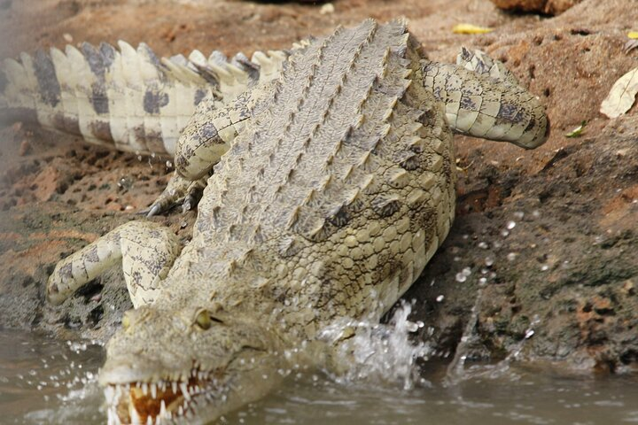 Full Day Safari in Mikumi National Park from Zanzibar including Flights - Photo 1 of 12