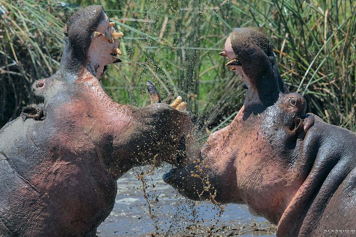 Group Safari 7 Days in Tanzania's Main Parks - Photo 1 of 15