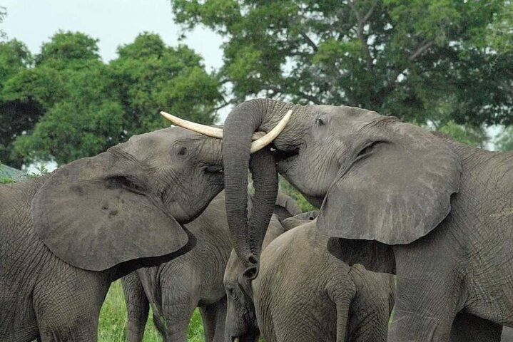 Mikumi National Park Day Trip - Photo 1 of 21