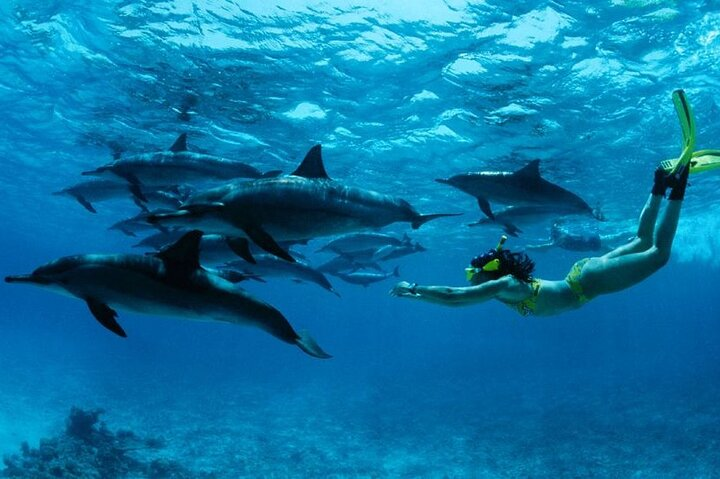 Mnemba Island snorkeling and Swimming with Dolphin - Photo 1 of 25