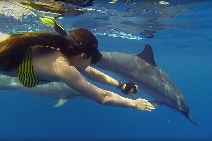 Mnemba Snorkeling, Dolphin and Baraka Natural Aquarium - Photo 1 of 10