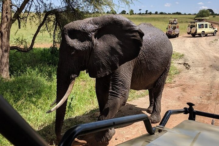 Multi-Day Tanzania Odssey Safari from Arusha - Photo 1 of 7