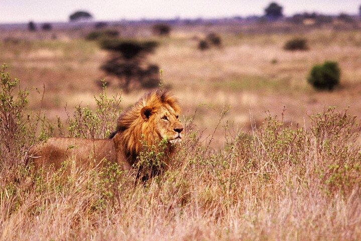 One-Day Safari Tour from Zanzibar with Lunch and Pick Up - Photo 1 of 5