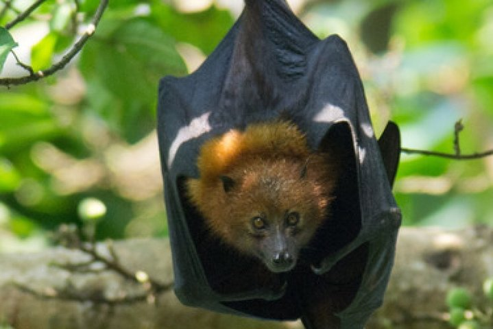 Pemba Flying Fox Forest - Photo 1 of 6