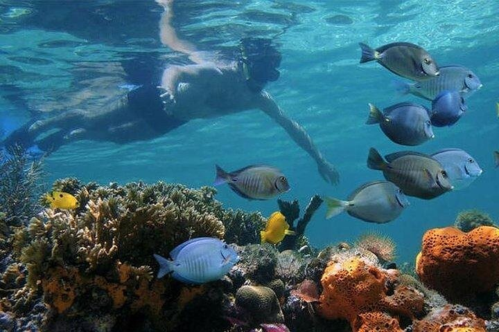 Private Full-day Dhow Cruise to Mnemba Island reef for Snorkeling - Photo 1 of 8