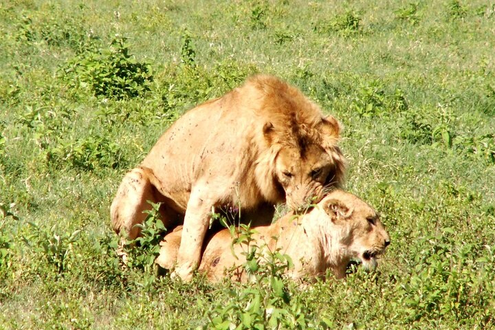 Private Ngorongoro and Tarangire 3-Day Safari from Zanzibar  - Photo 1 of 7