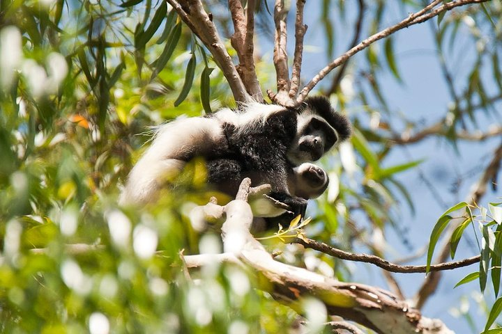 Black and White Colobus Monkey found in Rau Forest Reserve