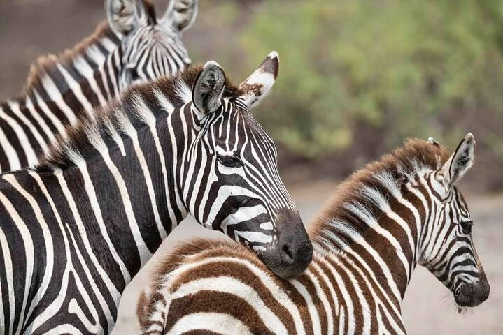 Safari Serengeti And Ngorongoro - Photo 1 of 11