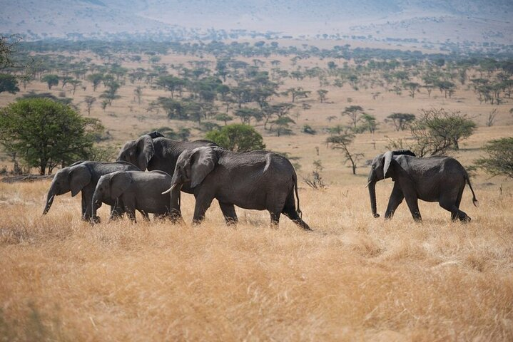 Herd of Elephants led by Matriarch 