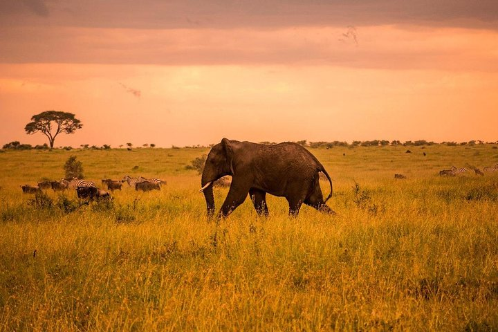 Serengeti & Ngorongoro 3 days Fly Safari in from Zanzibar  - Photo 1 of 13