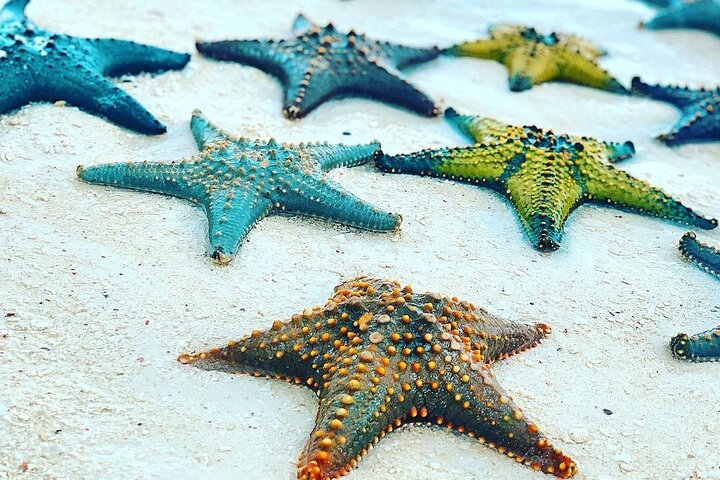 Starfish Adventure; Blue Lagoon Snorkeling; The Rock; Paje Beach; Jozani Forest