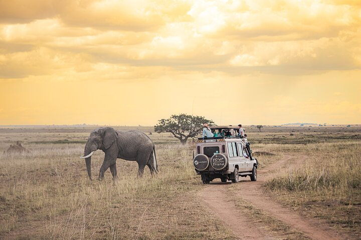 Close-up View of an Elephant