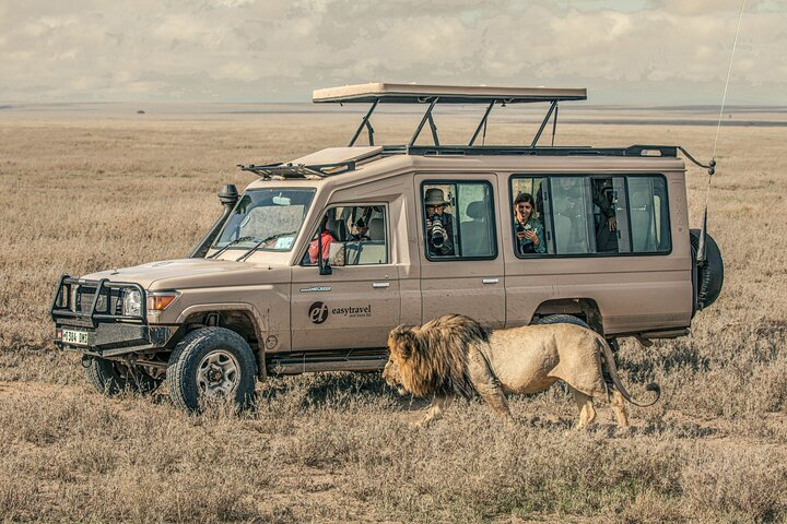 Curious Lion