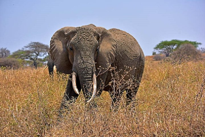 Tarangire Day Tour