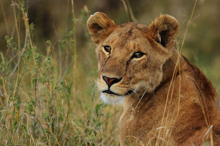 Lion safaris