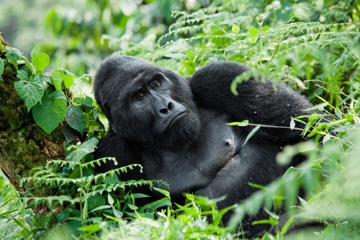 The mountain gorilla (Gorilla beringei beringei) is one of two subspecies of the eastern gorilla (Gorilla beringei). As their name implies, mountain gorillas live in forests high in the mountains.