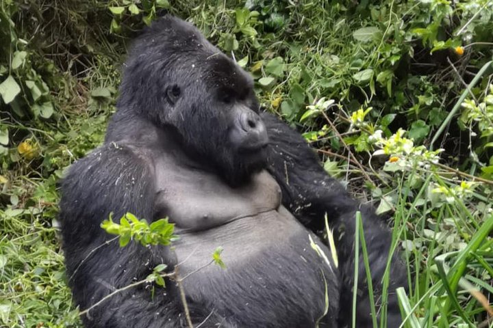 Gorilla Trekking Mgahinga Gorilla National Park