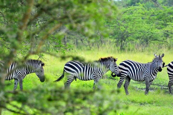 Lake Mburo National Park Guided Day Tour from Kampala