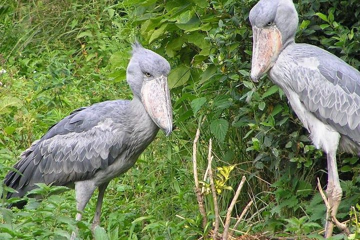 Shoebill in Mabamba