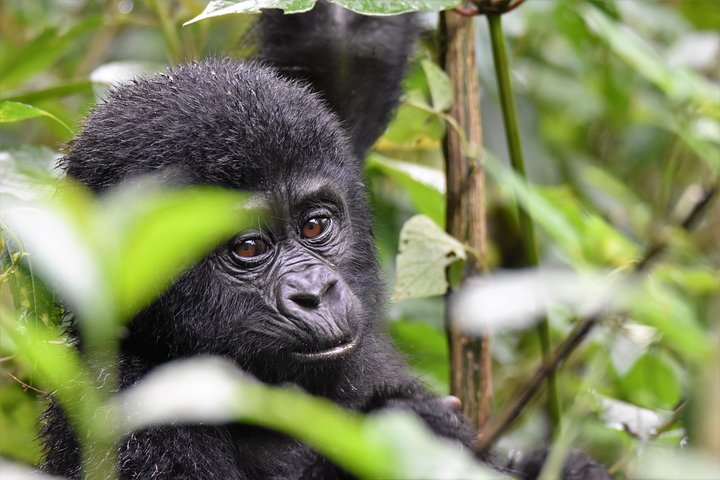 baby mountain gorilla