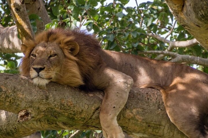 Tree climbing lions :Lions are believed to climb trees as a behavioral adaptation to protecting themselves from the constant irritation of insect bites while lazing on the ground under trees. 