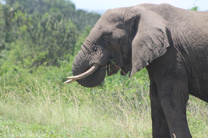 13-Day Wildlife Adventure Trip to the Pearl of Africa - Photo 1 of 14