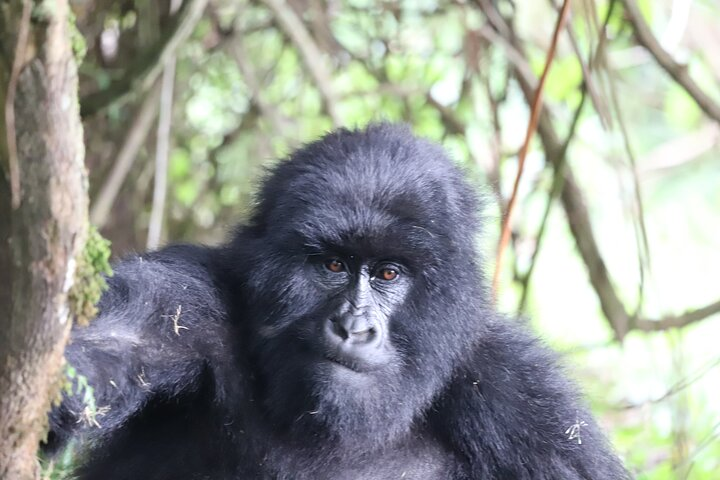 Mountain Gorilla 