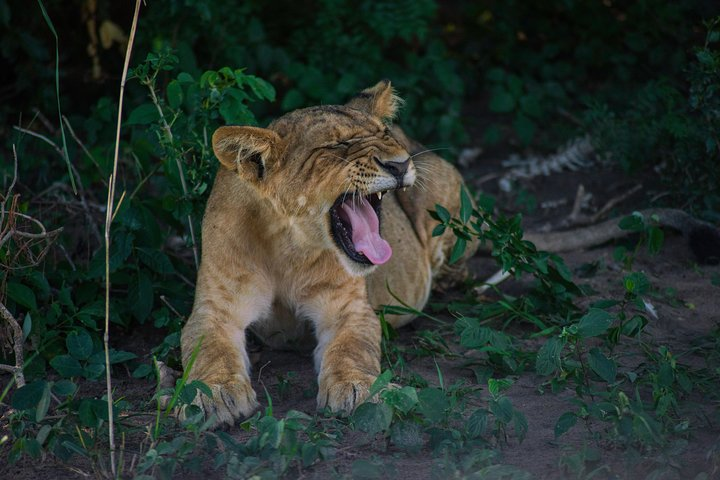 Lion Cub in Murchison