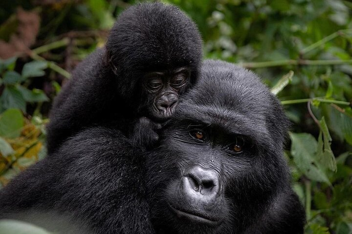 3 Days gorilla trekking Safari tour in Uganda - Photo 1 of 9