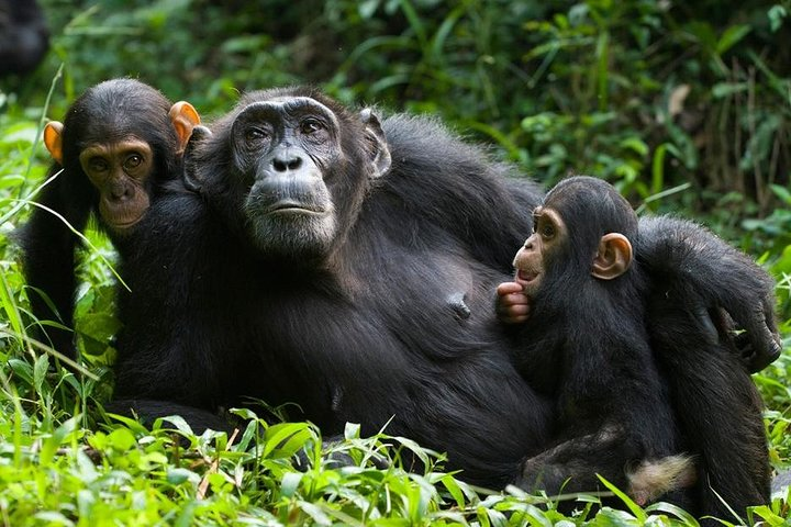 Chimpanzees