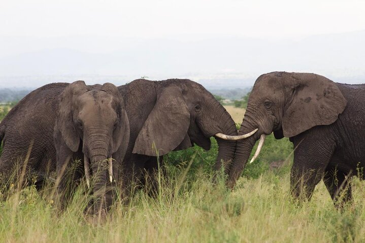 3 Days Kidepo Valley Safari-Uganda - Photo 1 of 5