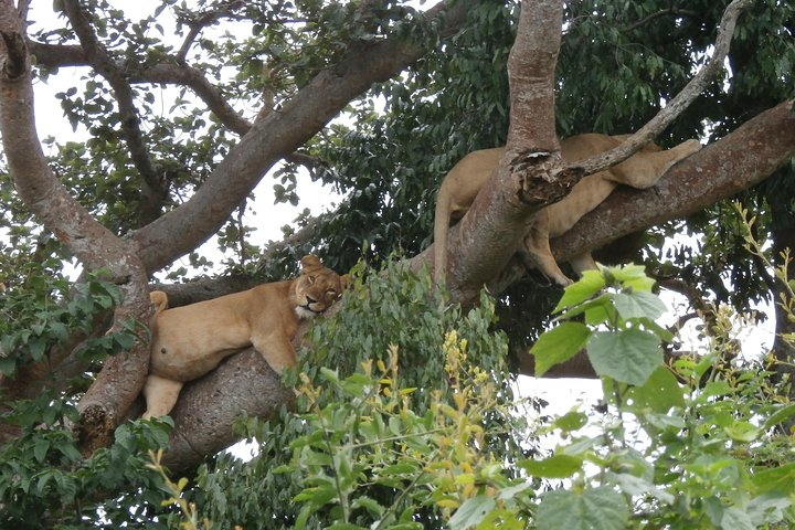 Lions at the Ishasha sector