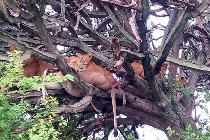 tree climbing lions of Ishasha Sector Queen Elizabeth NP