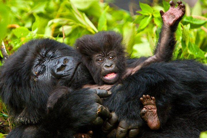 Gorillas in Bwindi