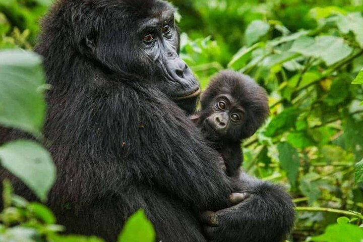 4 Day Gorilla Trekking in Uganda - Photo 1 of 13