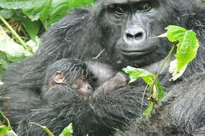 4 Days Gorilla experience Uganda - Photo 1 of 6