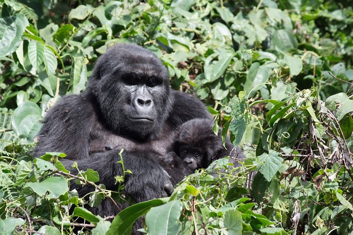 5 Day Gorillas and White Water Rafting Uganda Safari Adventure - Photo 1 of 15