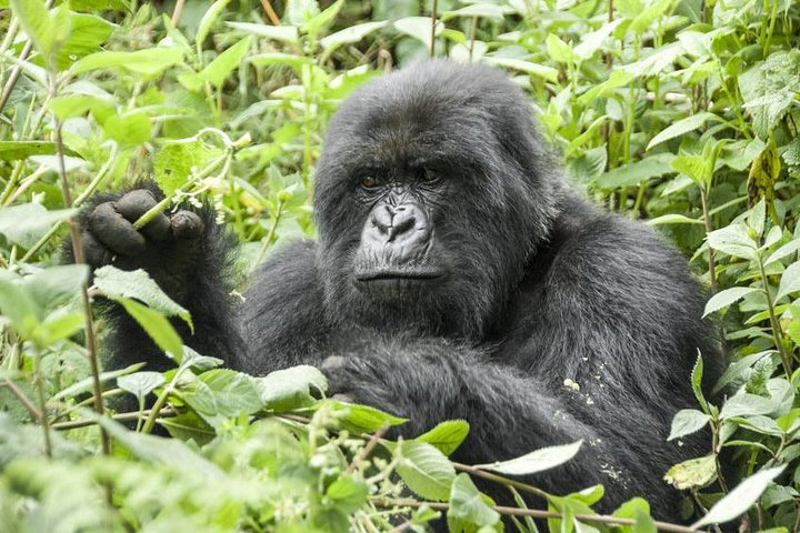 mountain gorillas