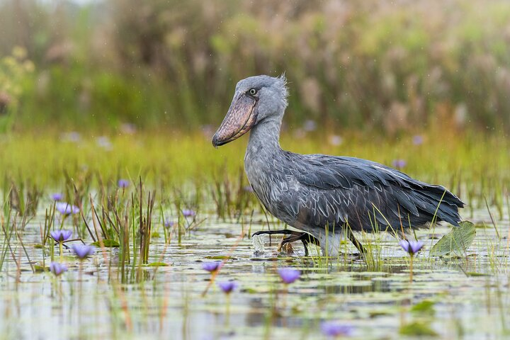 6 Hours Shoebill Stock and Mabamba Birding Private Experience  - Photo 1 of 6