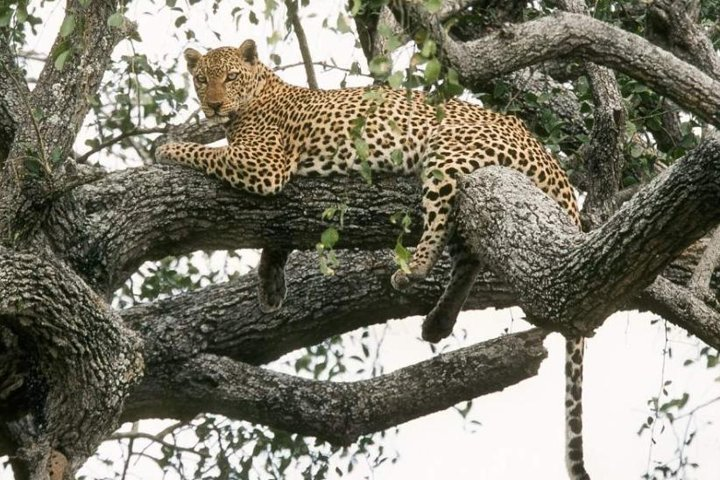 Leopard at Murchison