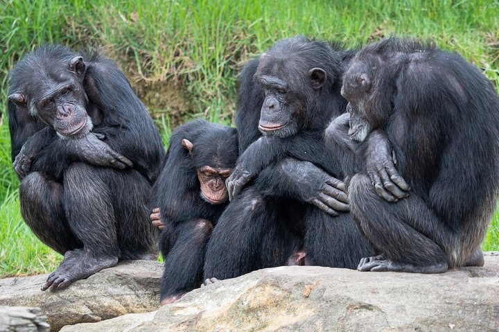 7 Days Uganda Chimpanzee and Wildlife Safari  - Photo 1 of 2