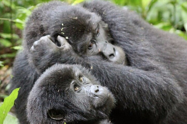 9 Days Adventure And Wildlife Safari - Photo 1 of 8