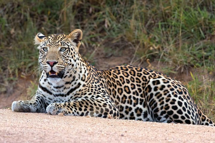 Leopard airways