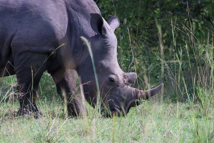 Rhino Sanctuary